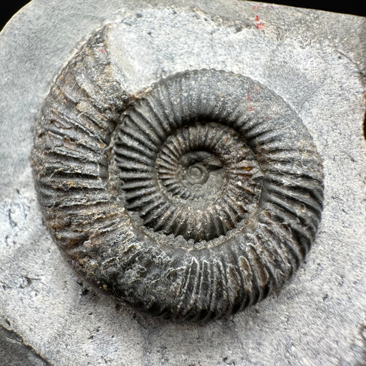 Dactylioceras Ammonite Fossil With Box And Stand - Whitby, North Yorkshire Jurassic Coast Yorkshire Fossils