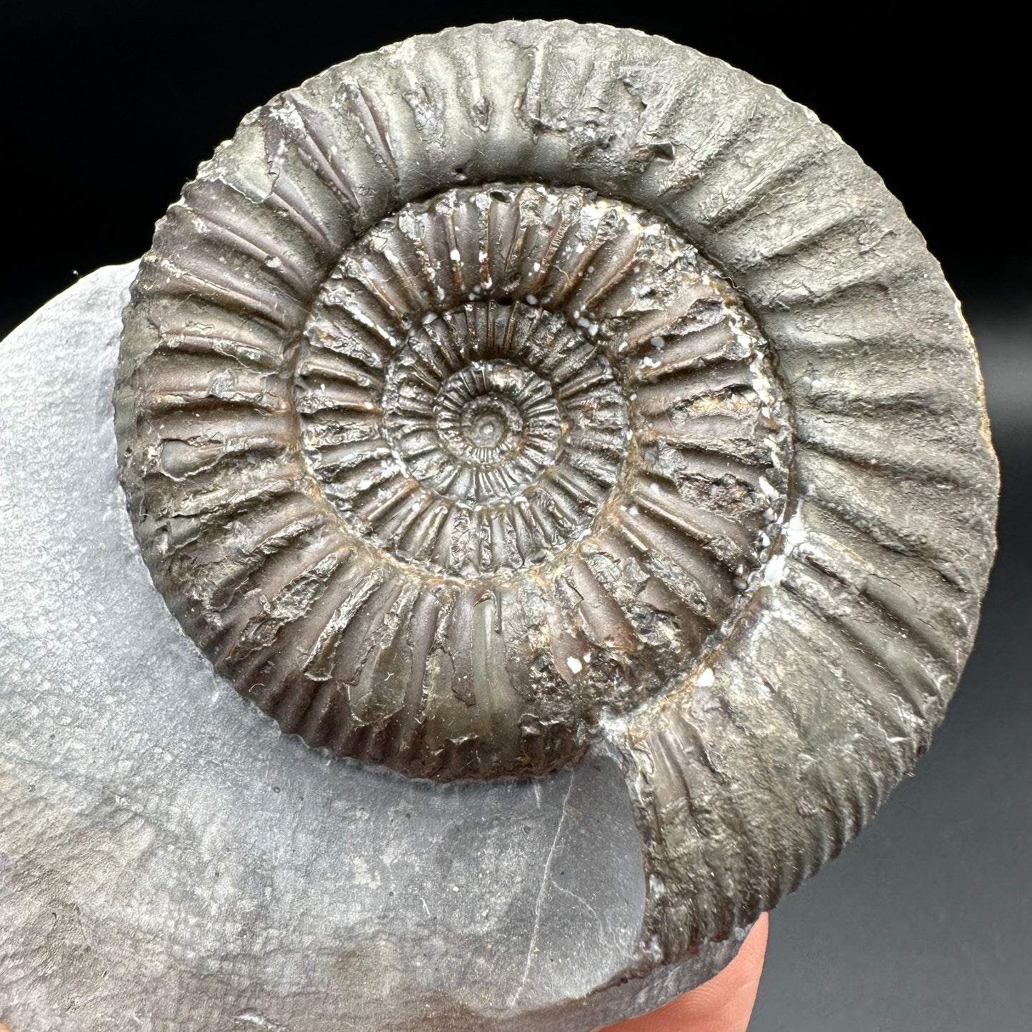 Catacoeloceras Sp. ammonite fossil with box and stand- Whitby, North Yorkshire Jurassic Coast Yorkshire Fossils