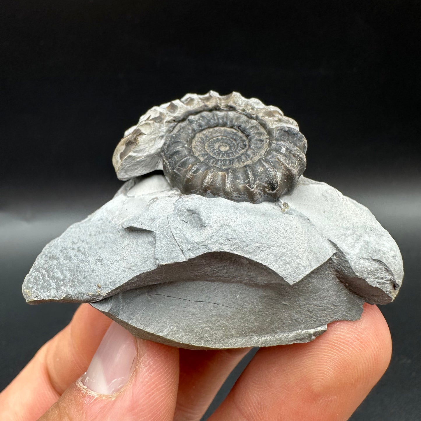Gagaticeras Ammonite fossil with box and stand - Whitby, North Yorkshire Jurassic Coast Yorkshire Fossils