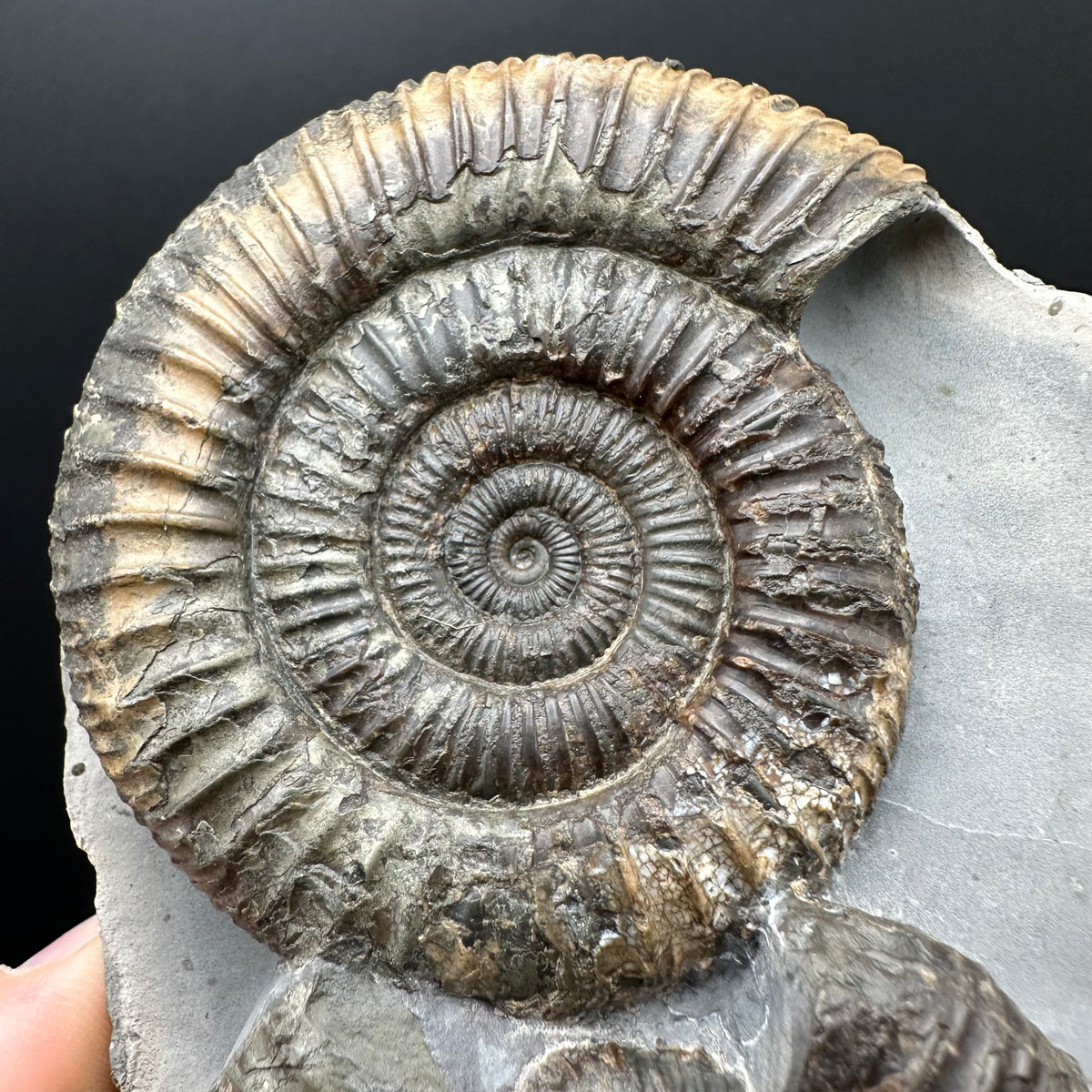 Dactylioceras Ammonite Fossil With Stand - Whitby, North Yorkshire Jurassic Coast Yorkshire Fossils