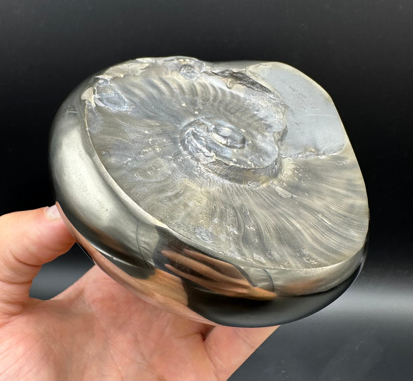 Golden Egg (GENUINE) Ammonite Fossil With Stand - Whitby, North Yorkshire Jurassic Coast Yorkshire Fossils