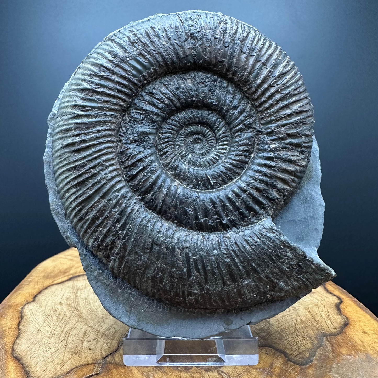Dactylioceras semicelatum Ammonite fossil with stand - Whitby, North Yorkshire Jurassic Coast Yorkshire Fossils