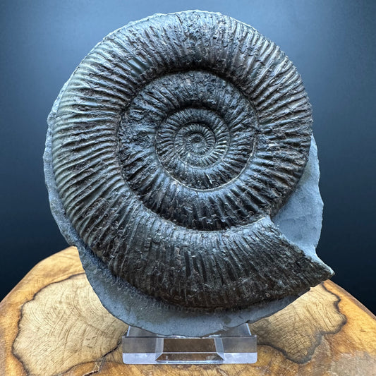 Dactylioceras semicelatum Ammonite fossil with stand - Whitby, North Yorkshire Jurassic Coast Yorkshire Fossils