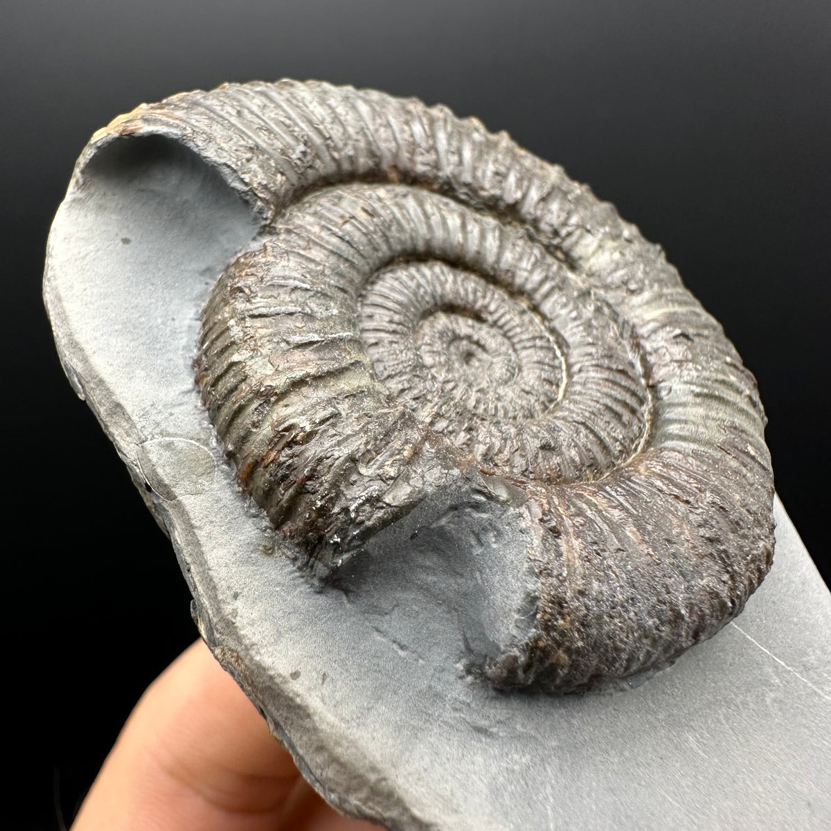 Dactylioceras Ammonite Fossil With Stand - Whitby, North Yorkshire Jurassic Coast Yorkshire Fossils
