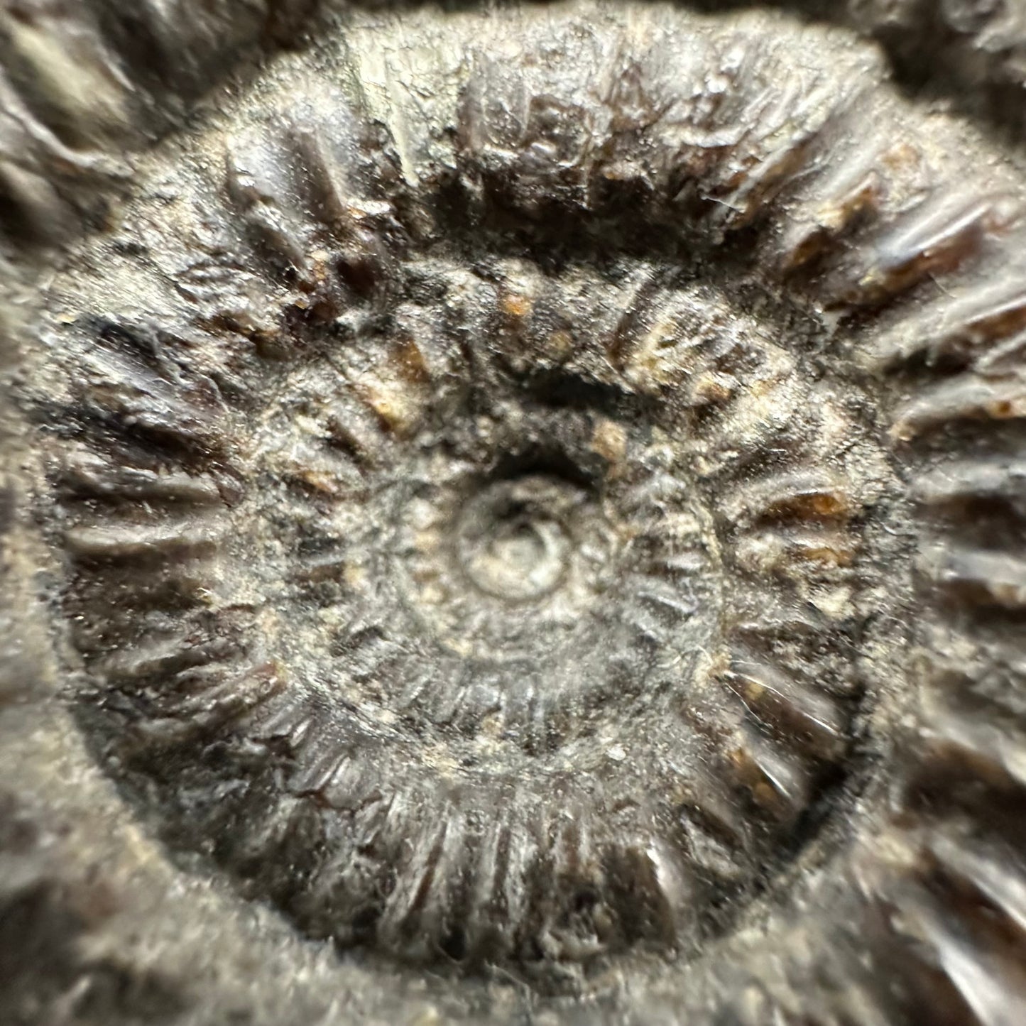 Catacoeloceras Sp. ammonite fossil with box and stand- Whitby, North Yorkshire Jurassic Coast Yorkshire Fossils