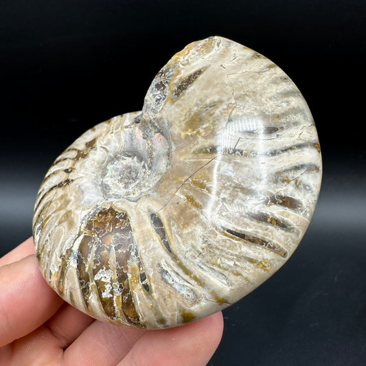Cleoniceras Ammonite Fossil With Box And Stand - Cretaceous Ammonite Madagascar