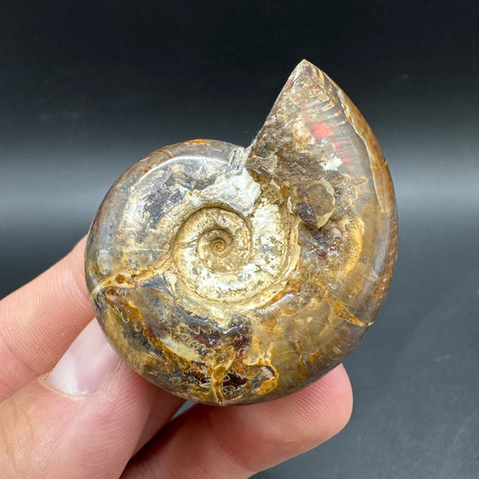 Puzosia Ammonite Fossil With Box And Stand - Cretaceous Ammonite Madagascar
