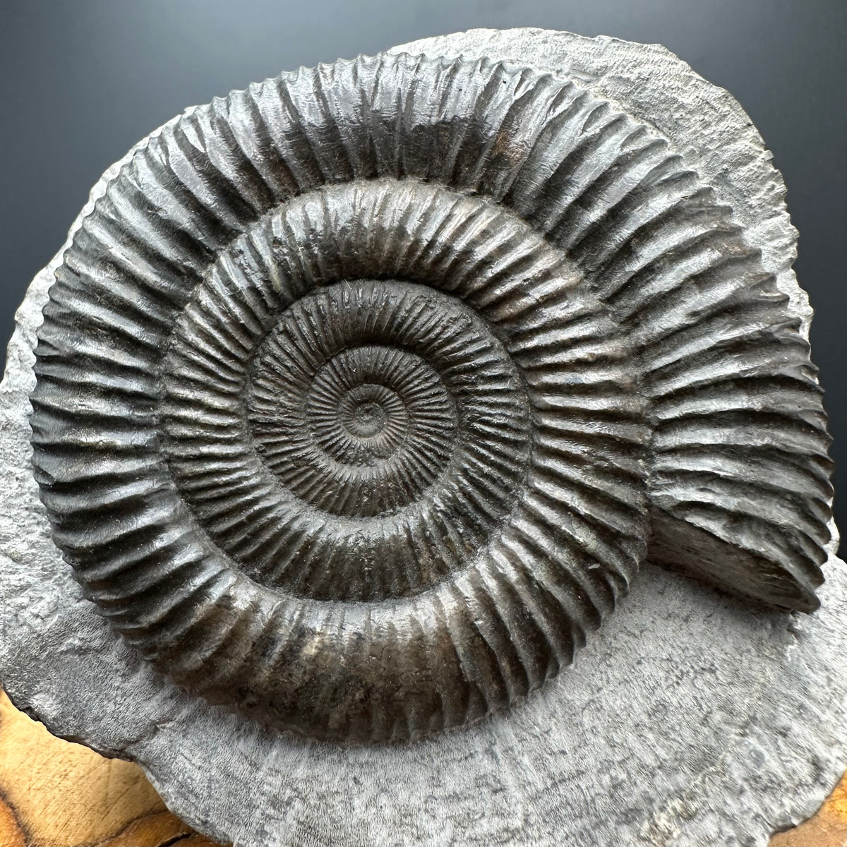 Dactylioceras Ammonite Fossil With box and Stand - Whitby, North Yorkshire Jurassic Coast Yorkshire Fossils