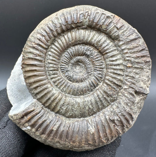 Dactylioceras Ammonite Fossil With Box And Stand - Whitby, North Yorkshire Jurassic Coast Yorkshire Fossils