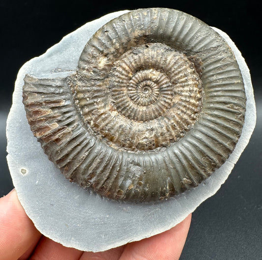 Zugodactylites ammonite fossil with box and stand - Whitby, North Yorkshire Jurassic Coast, Yorkshire fossils