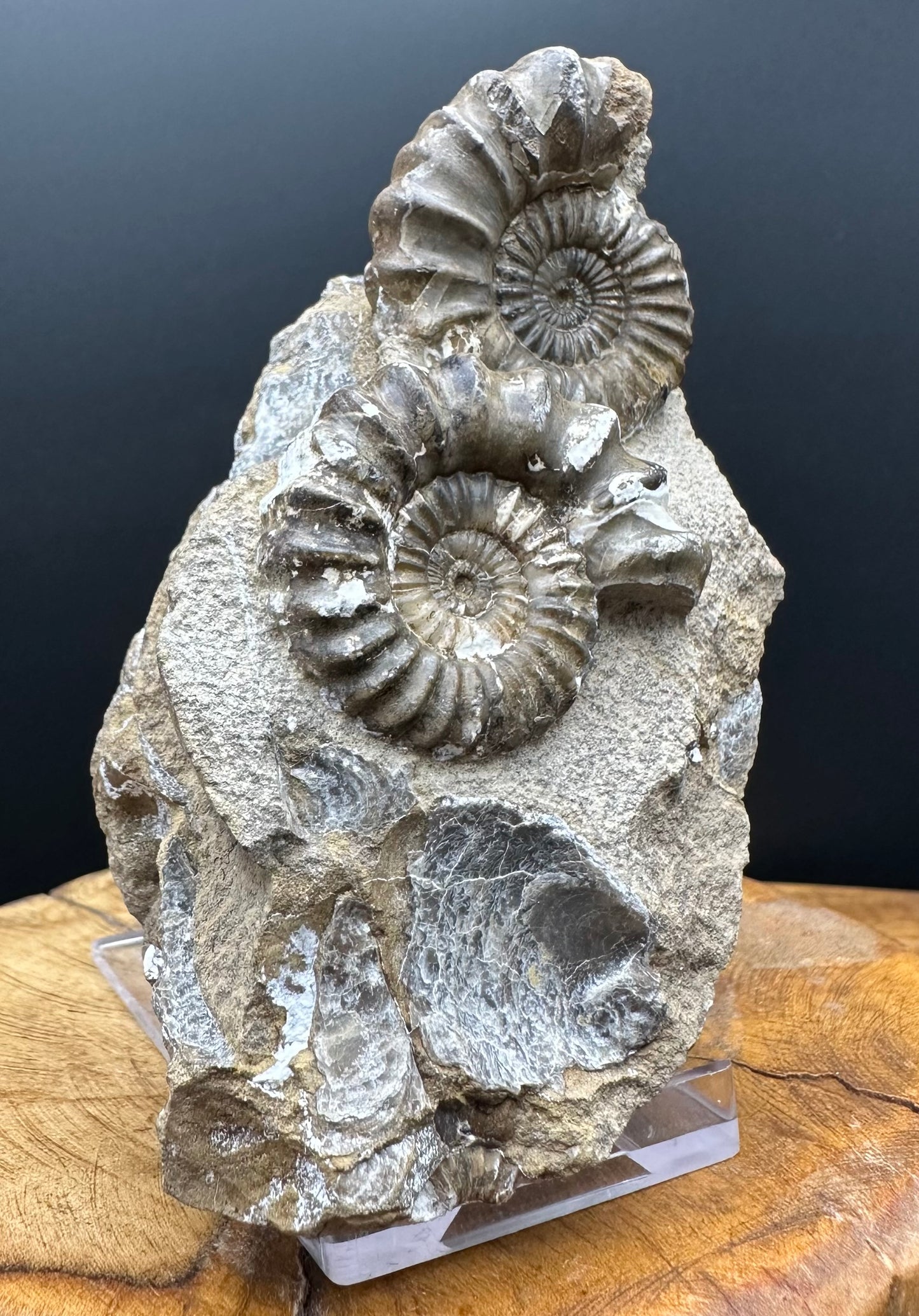 Androgynoceras capricornus Ammonite Fossil With Box And Stand - Whitby, North Yorkshire Jurassic Coast Yorkshire Fossils