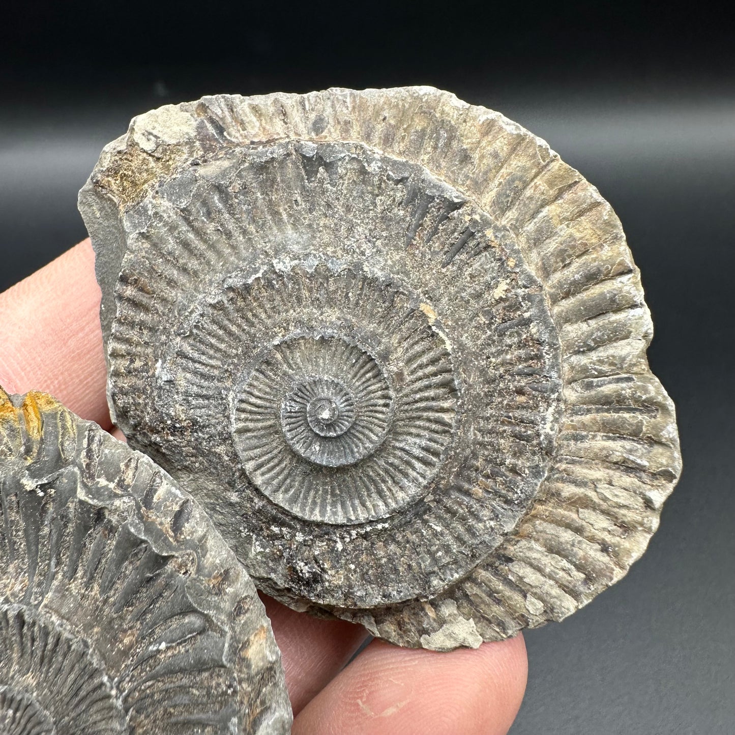 Dactylioceras imprint (negative) bundle ammonite shell fossil with box - Whitby, North Yorkshire, Yorkshire Fossils