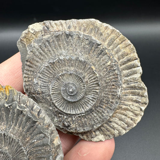 Dactylioceras imprint (negative) bundle ammonite shell fossil with box - Whitby, North Yorkshire, Yorkshire Fossils