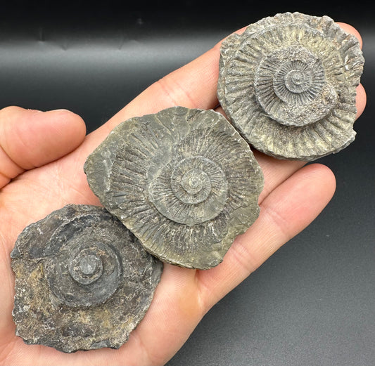 Dactylioceras imprint (negative) bundle ammonite shell fossil with box - Whitby, North Yorkshire, Yorkshire Fossils