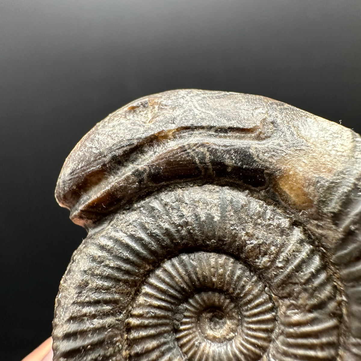 Snakestone Ammonite Fossil With Bag/Box And Stand - Whitby, North Yorkshire Jurassic Coast Yorkshire Fossils