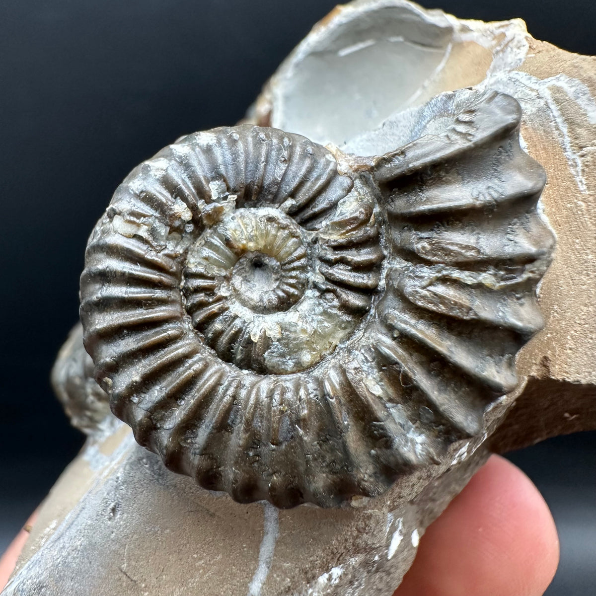 Pleuroceras paucicostatum ammonite fossil with box and stand - Whitby, North Yorkshire Jurassic Coast Yorkshire Fossils