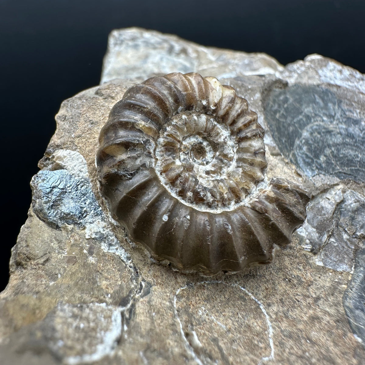 Androgynoceras capricornus Ammonite Fossil With Stand - Whitby, North Yorkshire Jurassic Coast Yorkshire Fossils
