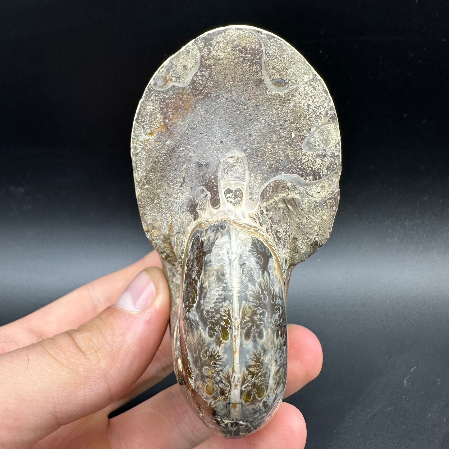Phylloceras Ammonite Fossil With Box And Stand - Cretaceous Ammonite Madagascar