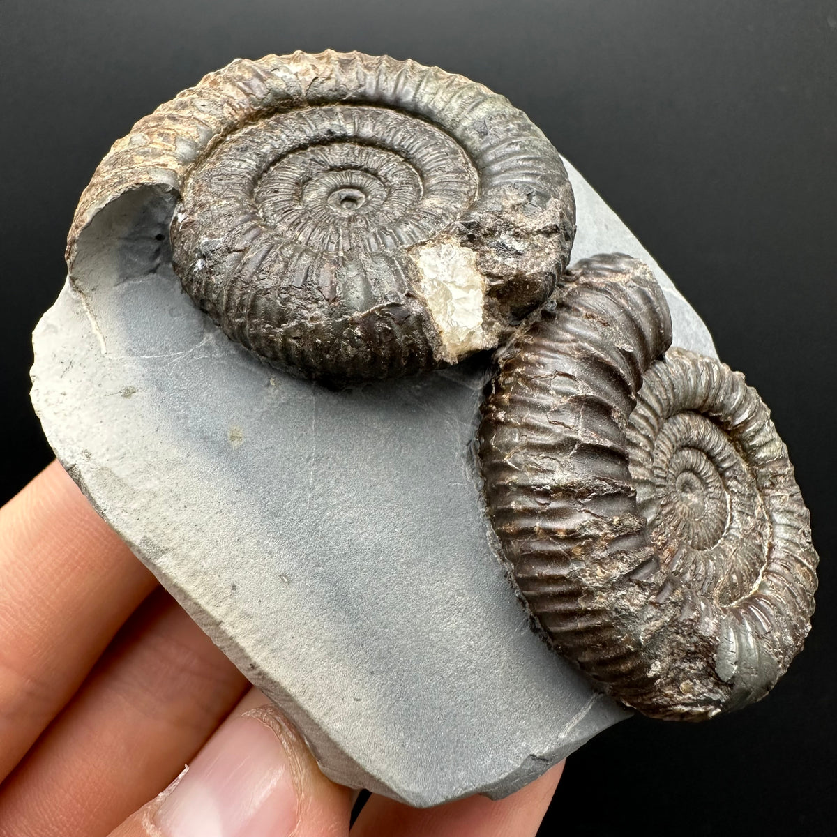 Dactylioceras Ammonite Fossil With Stand - Whitby, North Yorkshire Jurassic Coast Yorkshire Fossils