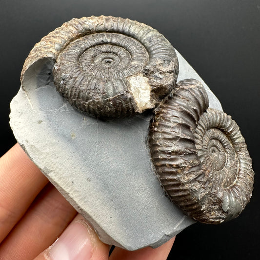 Dactylioceras Ammonite Fossil With Stand - Whitby, North Yorkshire Jurassic Coast Yorkshire Fossils