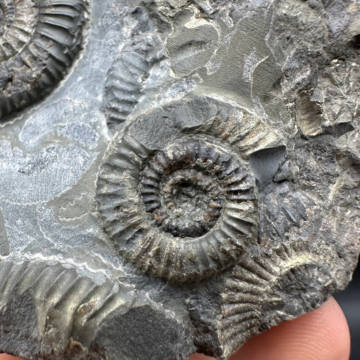 Gracile Multi-block Ammonite Fossil With Box And Stand - Whitby, North Yorkshire Jurassic Coast Yorkshire Fossils