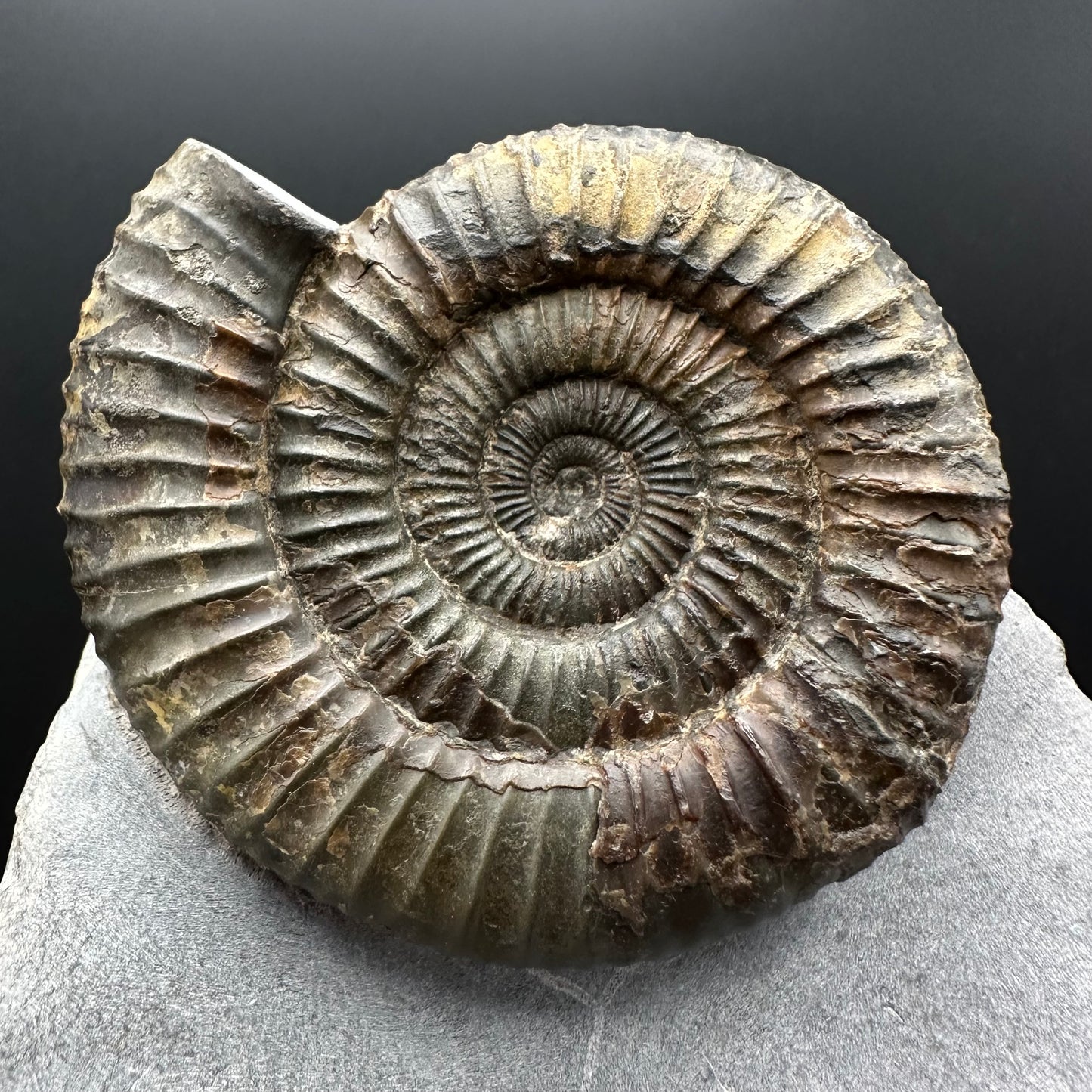 Dactylioceras Ammonite Fossil With box and Stand - Whitby, North Yorkshire Jurassic Coast Yorkshire Fossils