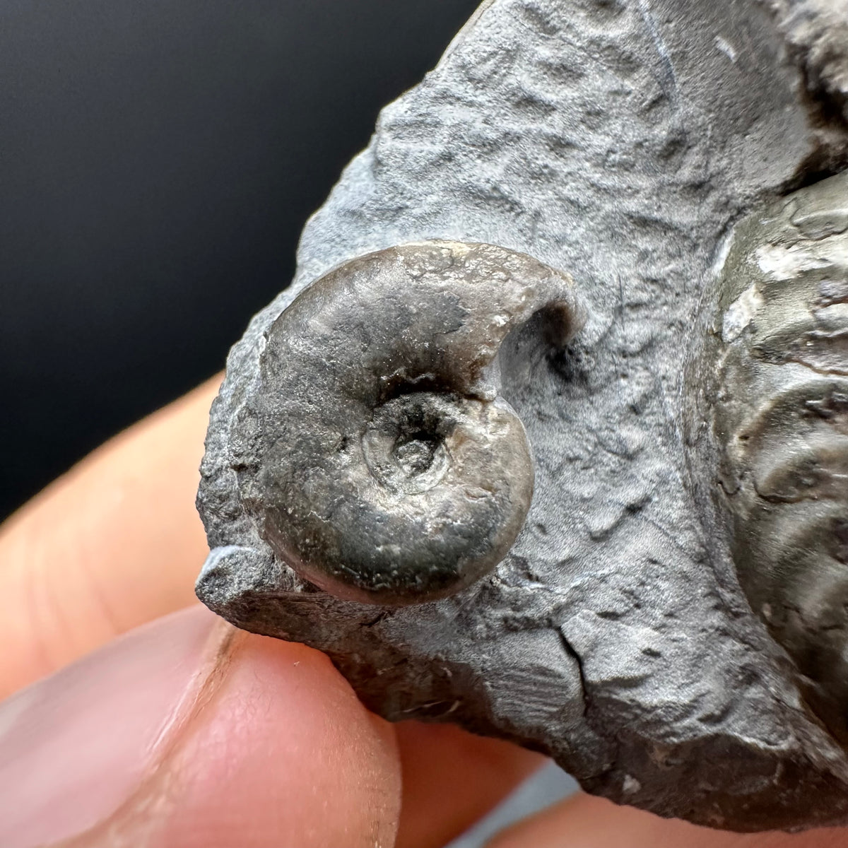 Grammoceras thoaurense Ammonite shell fossil with box and stand - Whitby, North Yorkshire, Yorkshire Fossils from the Jurassic Coast