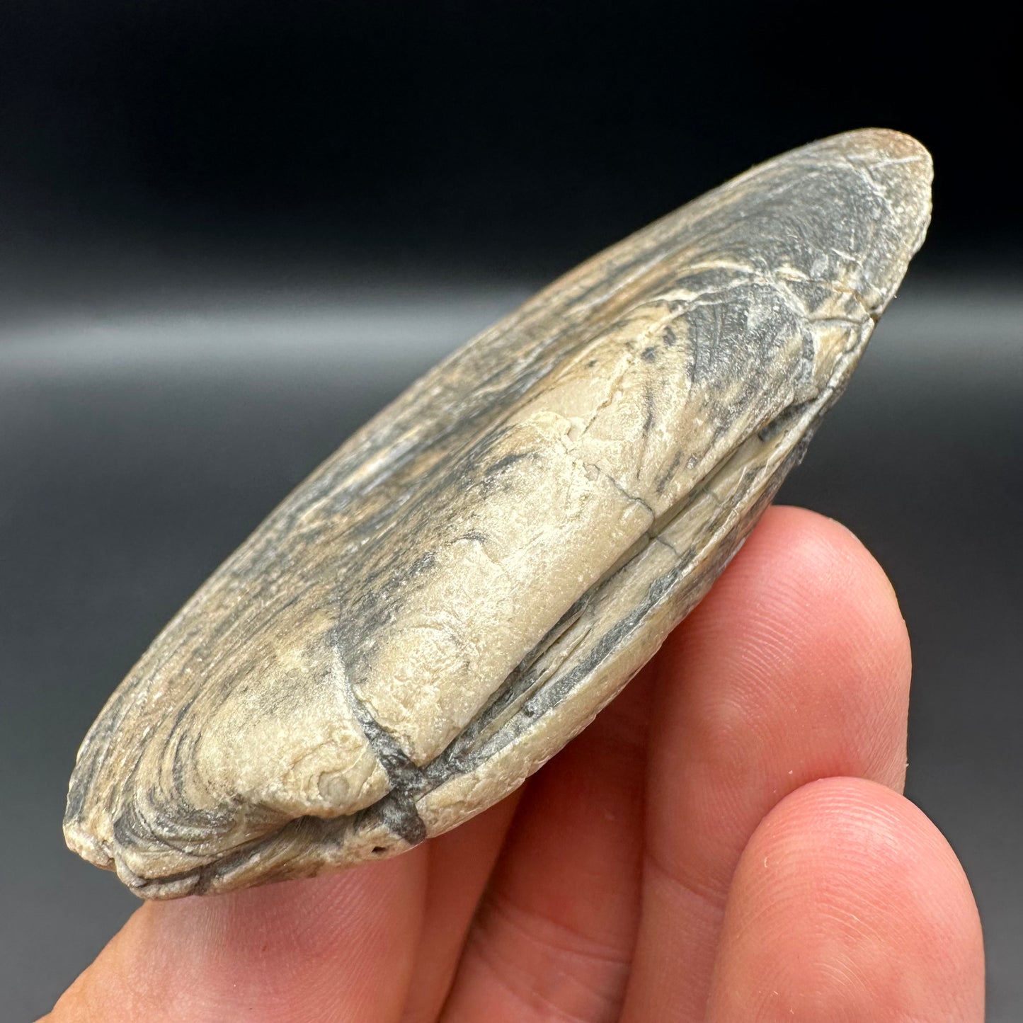 Shell fossil with box and stand - Whitby, North Yorkshire, Jurassic Coast, Yorkshire Fossils