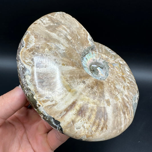 Cleoniceras Ammonite Fossil With Stand - Cretaceous Ammonite Madagascar
