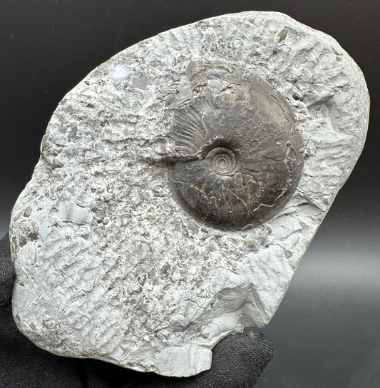 Oxynoticeras ammonite fossil with box and stand - Whitby, North Yorkshire Jurassic Coast Yorkshire Fossils