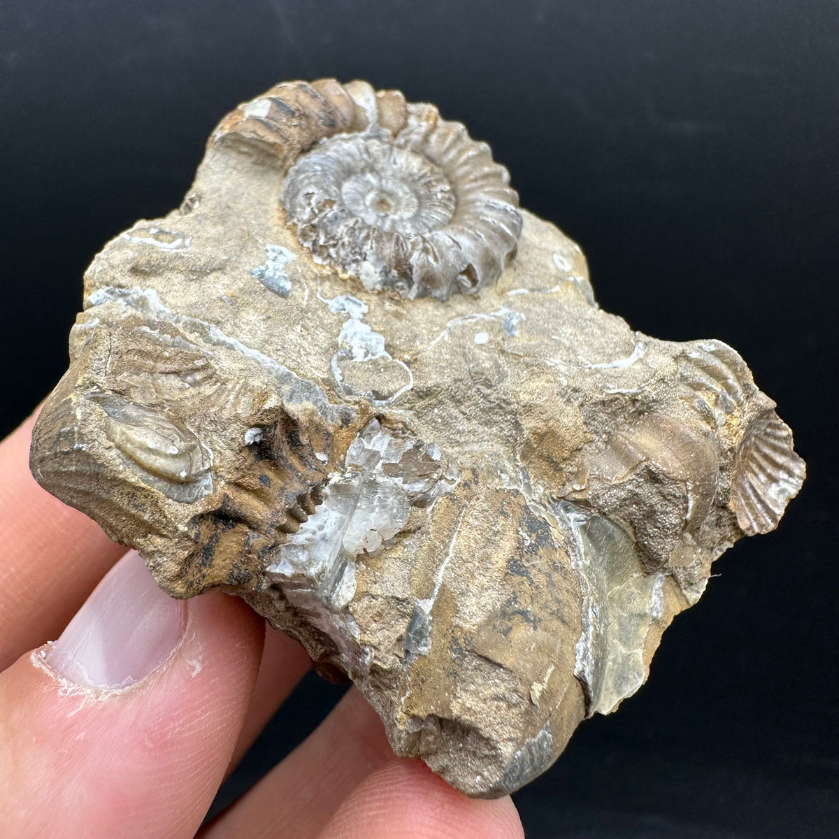 Androgynoceras capricornus Ammonite Fossil With Stand - Whitby, North Yorkshire Jurassic Coast Yorkshire Fossils