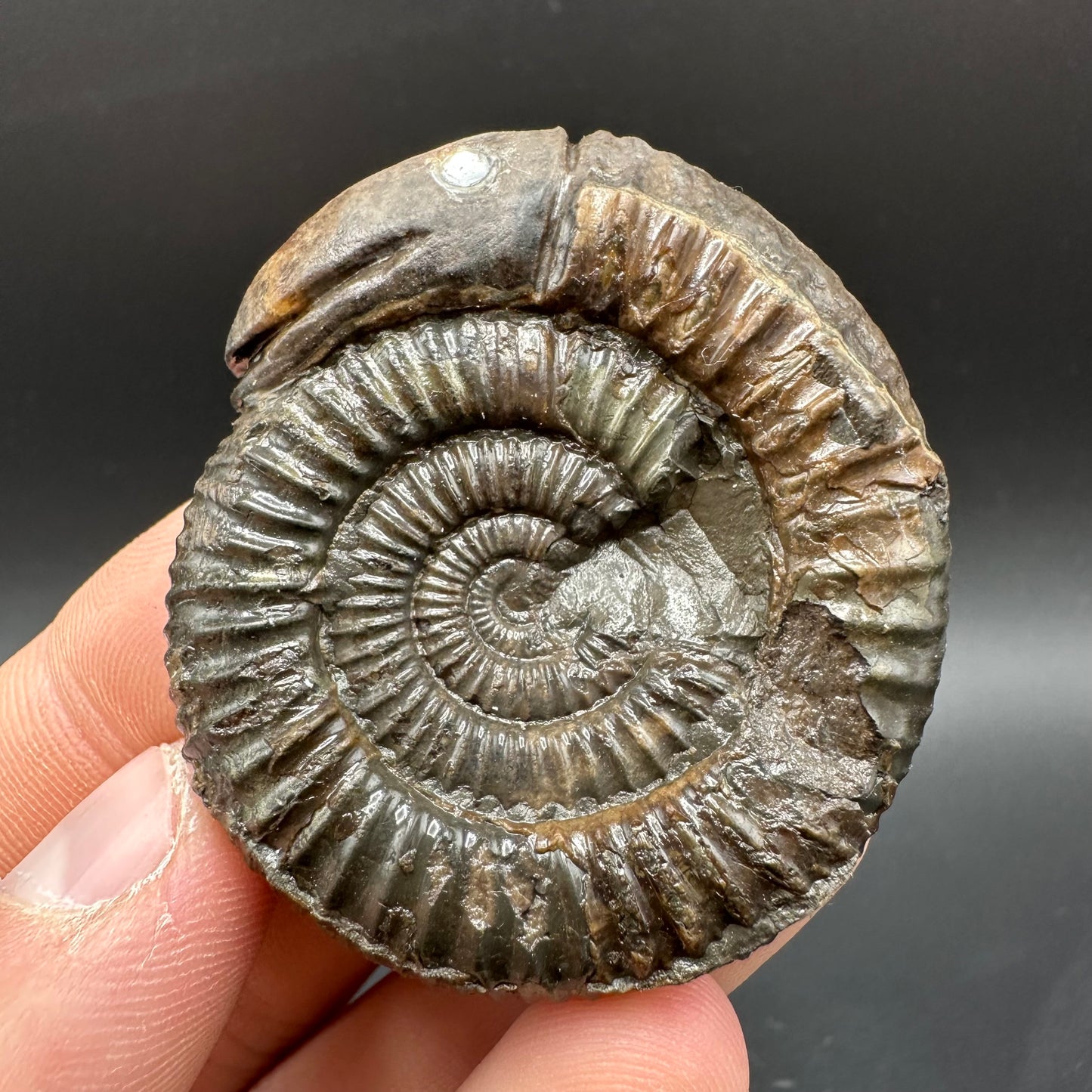 Snakestone Ammonite Fossil With Bag/Box And Stand - Whitby, North Yorkshire Jurassic Coast Yorkshire Fossils