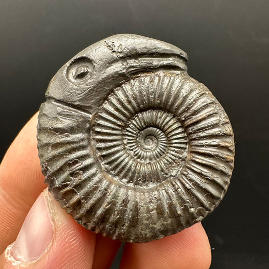 Snakestone Ammonite Fossil With Bag/Box And Stand - Whitby, North Yorkshire Jurassic Coast Yorkshire Fossils