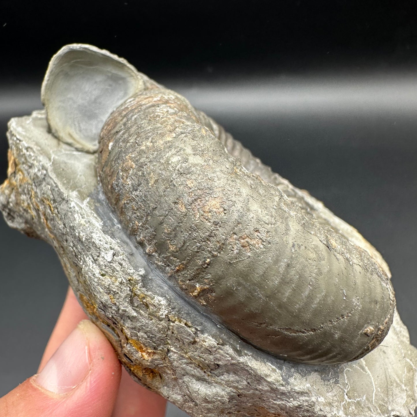 Catacoeloceras Sp. ammonite fossil - Whitby, North Yorkshire Jurassic Coast Yorkshire Fossils