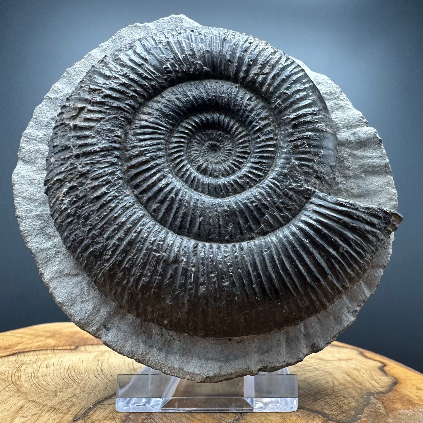 Dactylioceras semicelatum Ammonite fossil with stand - Whitby, North Yorkshire Jurassic Coast Yorkshire Fossils