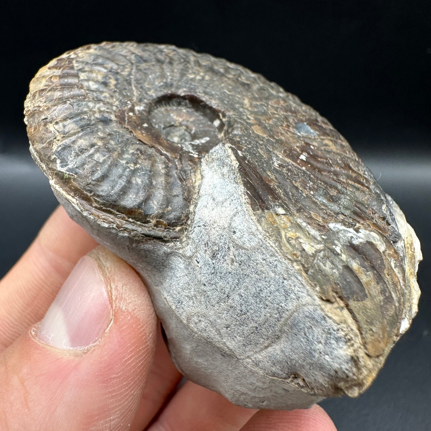 Pseudolioceras lythense Ammonite fossil with box and stand - Whitby, North Yorkshire, Yorkshire Fossils on the Jurassic Coast