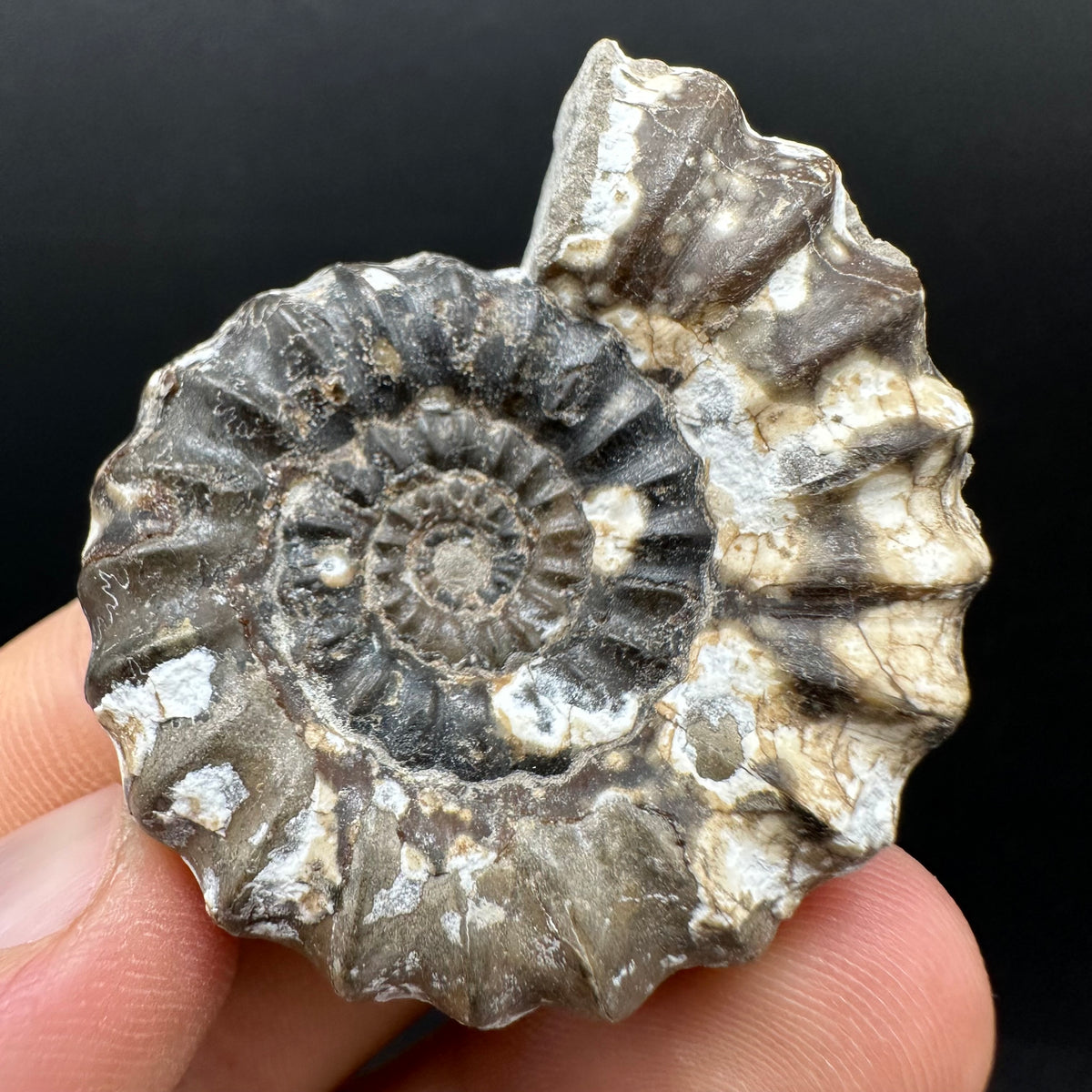 Androgynoceras maculatum ammonite fossil with box and stand - Whitby, North Yorkshire Jurassic Coast Yorkshire Fossils