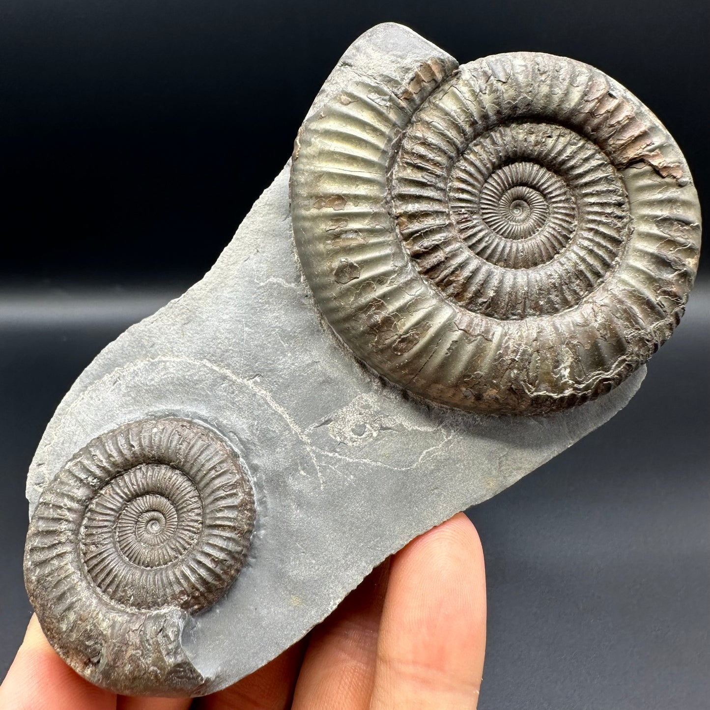 Dactylioceras Ammonite Fossil With Stand - Whitby, North Yorkshire Jurassic Coast Yorkshire Fossils