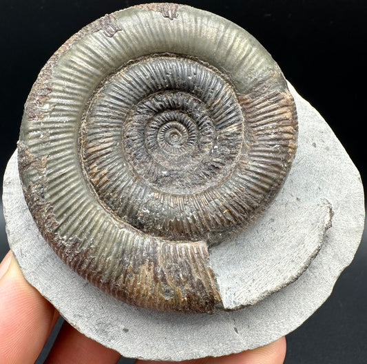 Dactylioceras tenuicostatum Ammonite fossil with box and stand - Whitby, North Yorkshire Jurassic Coast