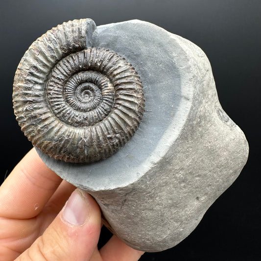 Dactylioceras Ammonite Fossil With box and Stand - Whitby, North Yorkshire Jurassic Coast Yorkshire Fossils