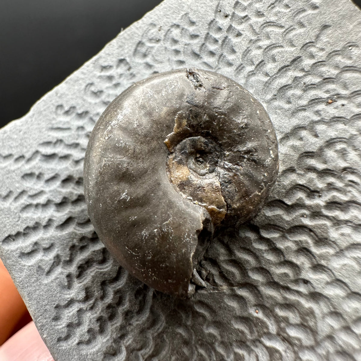 Eleganticeras Elegantulum ammonite fossil with box and stand - Whitby, North Yorkshire Jurassic Coast, Yorkshire Fossils