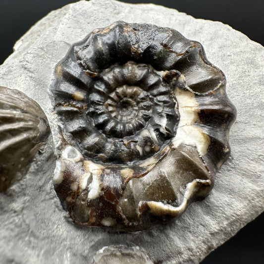 Androgynoceras maculatum ammonite fossil with box and stand - Whitby, North Yorkshire Jurassic Coast Yorkshire Fossils