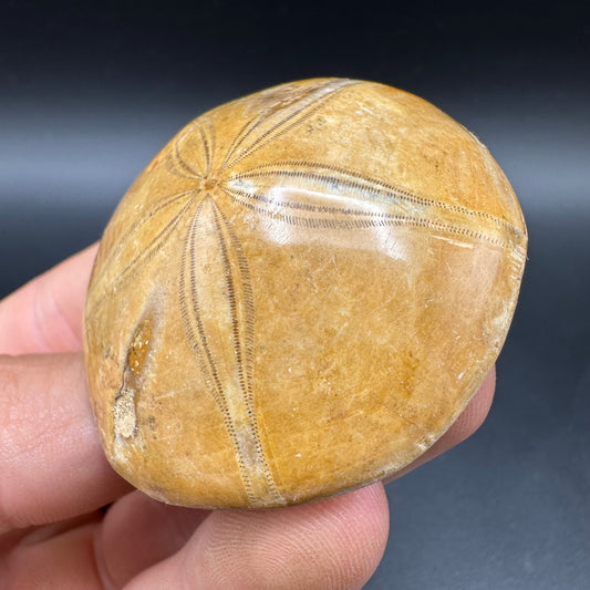 Holectypus Sea Urchin Fossil With Box And Stand - Middle Jurassic Madagascar