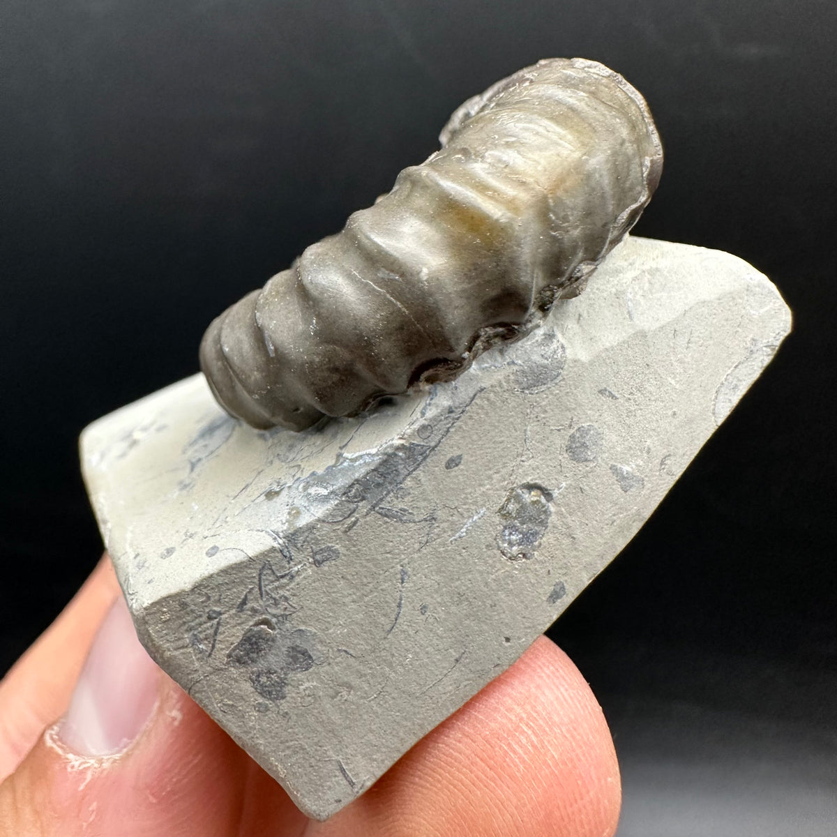 Gagaticeras Ammonite fossil with box and stand - Whitby, North Yorkshire Jurassic Coast Yorkshire Fossils