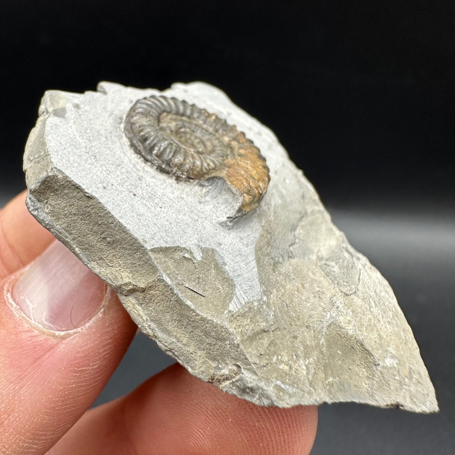 Arnioceras ammonite shell fossil with box and stand - Whitby, North Yorkshire Jurassic Coast Yorkshire Fossils