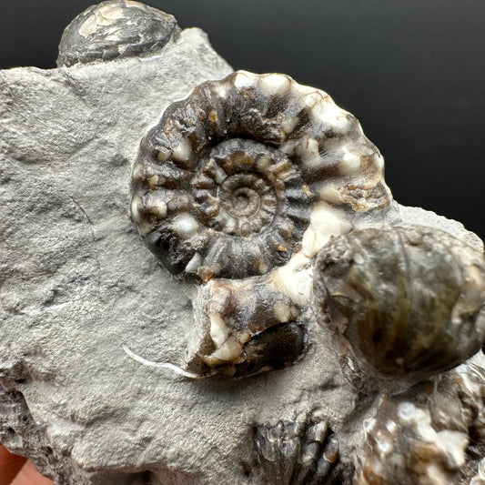 Androgynoceras maculatum ammonite fossil with box and stand - Whitby, North Yorkshire Jurassic Coast Yorkshire Fossils