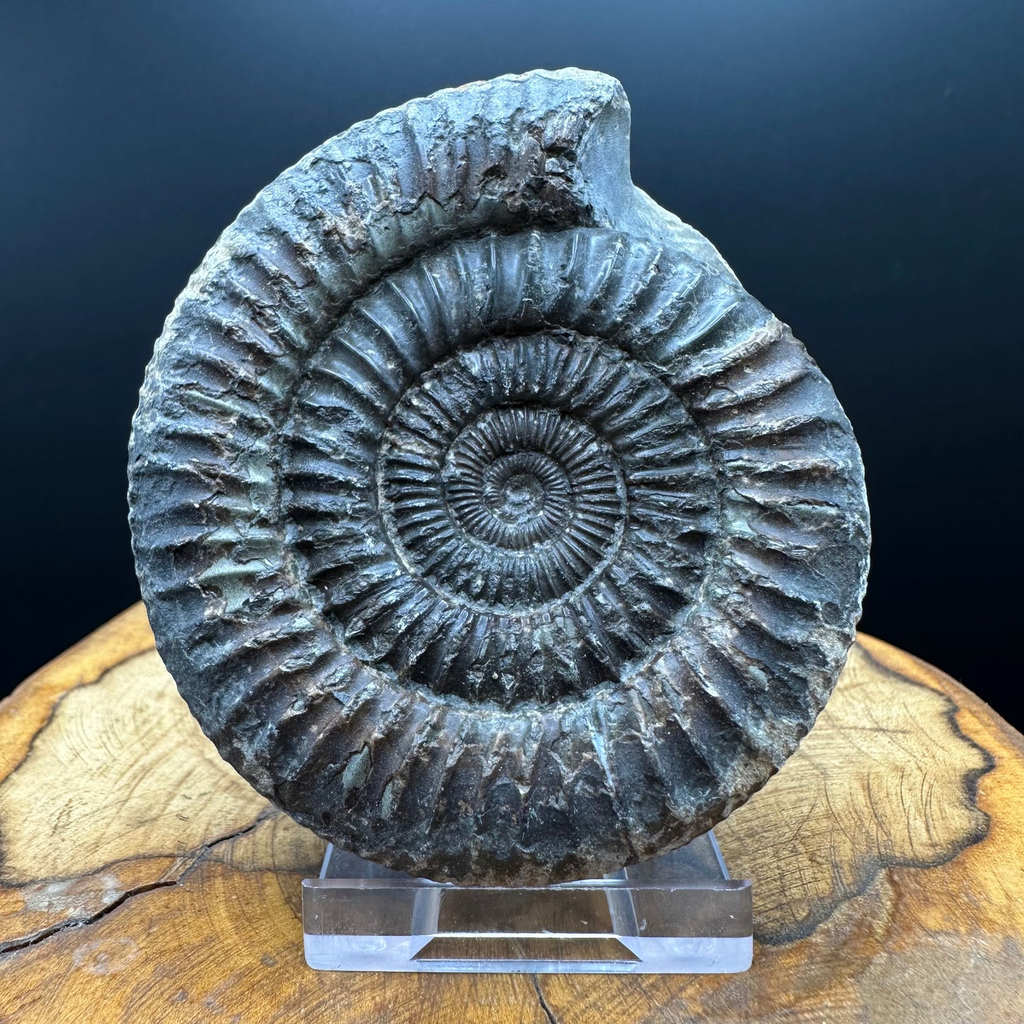 Dactylioceras Ammonite Fossil With box and Stand - Whitby, North Yorkshire Jurassic Coast Yorkshire Fossils