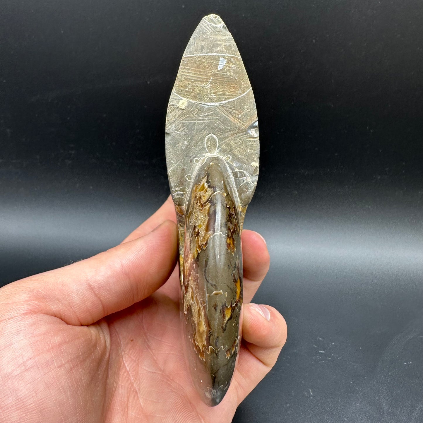 Cleoniceras Ammonite Fossil With Stand - Cretaceous Ammonite Madagascar