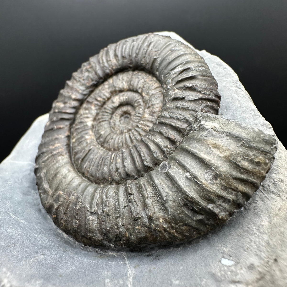 Dactylioceras Ammonite Fossil With box and Stand - Whitby, North Yorkshire Jurassic Coast Yorkshire Fossils