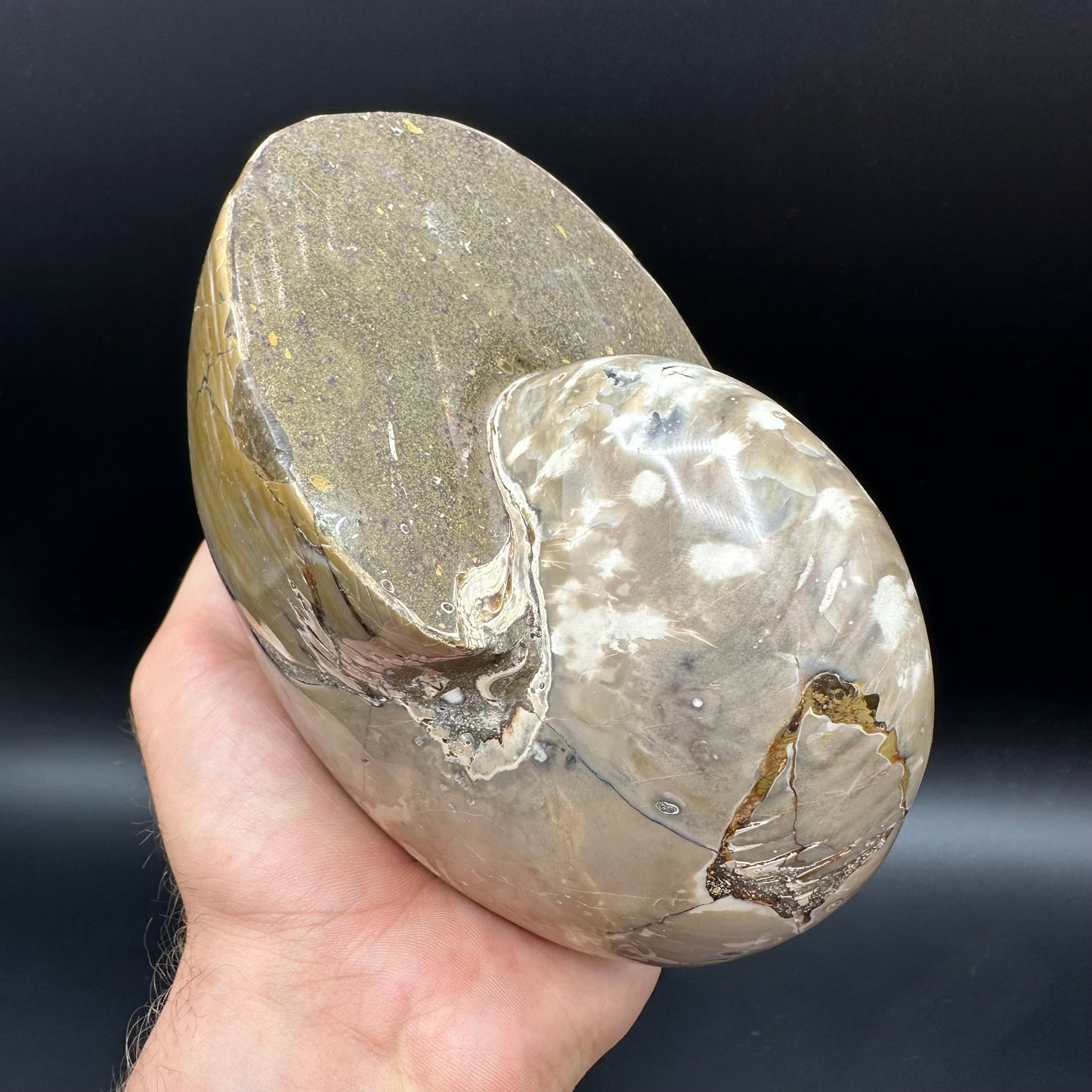 Cenoceras Nautilus Fossil With Stand - Middle Cretaceous Madagascar